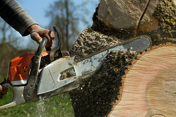 Tree Root Removal in Clawson, MI